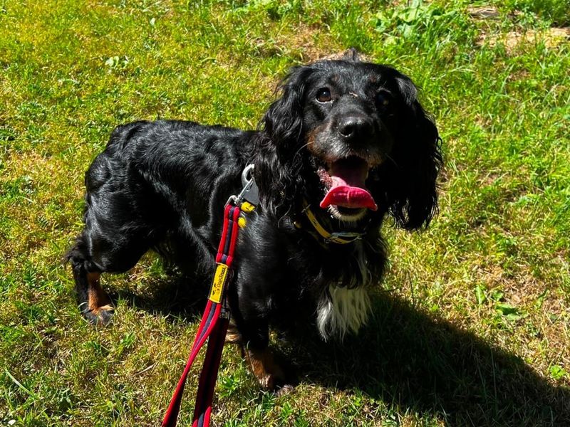 Coco | Spaniel (Cocker) | Ilfracombe - 4