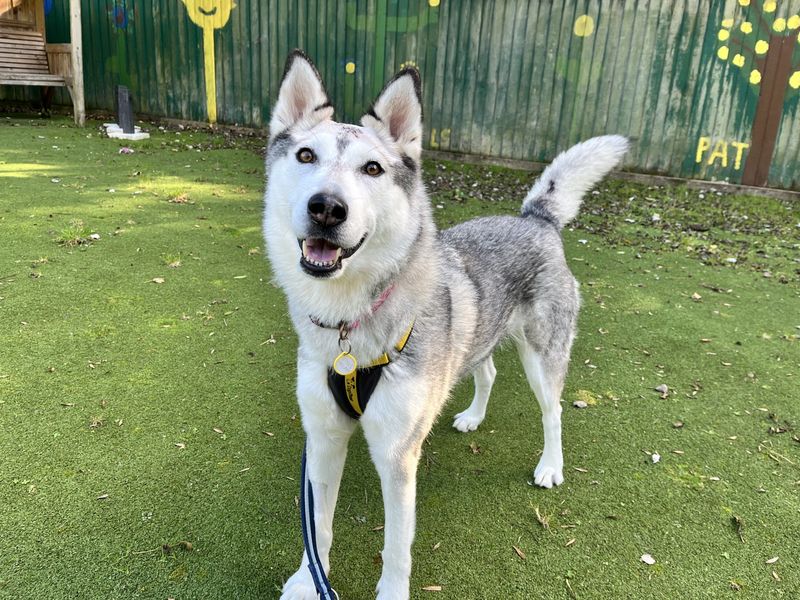 Evie | Siberian Husky Cross | Ilfracombe - 2