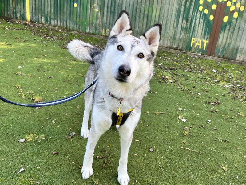 Evie | Siberian Husky Cross | Ilfracombe - 3