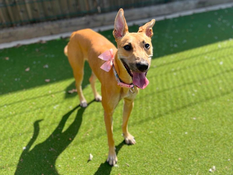 Kida | Lurcher Cross | Cardiff - 1