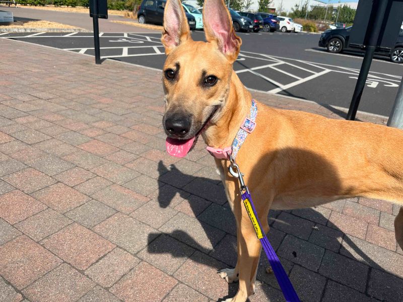 Kida | Lurcher Cross | Cardiff - 3