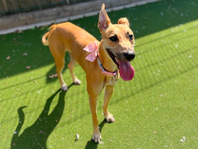 Kida | Lurcher Cross | Cardiff - 2