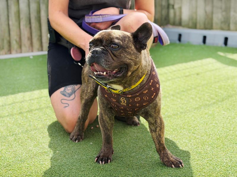 Bear | French Bulldog | Leeds - 1