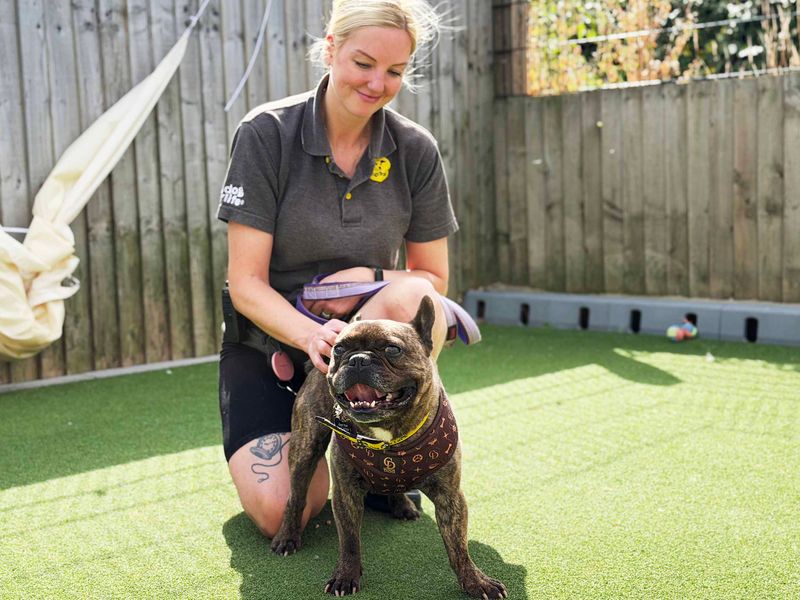 Bear | French Bulldog | Leeds - 3