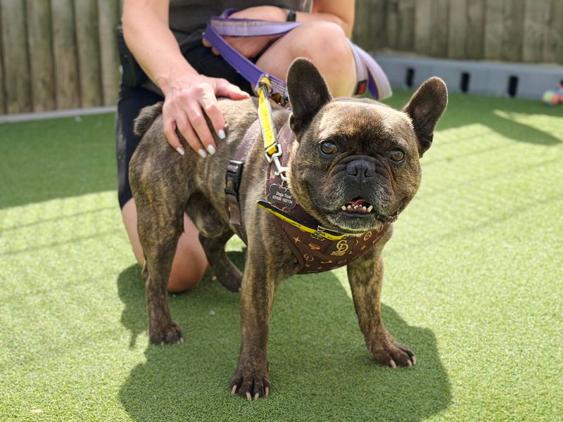 Bear | French Bulldog | Leeds - 4
