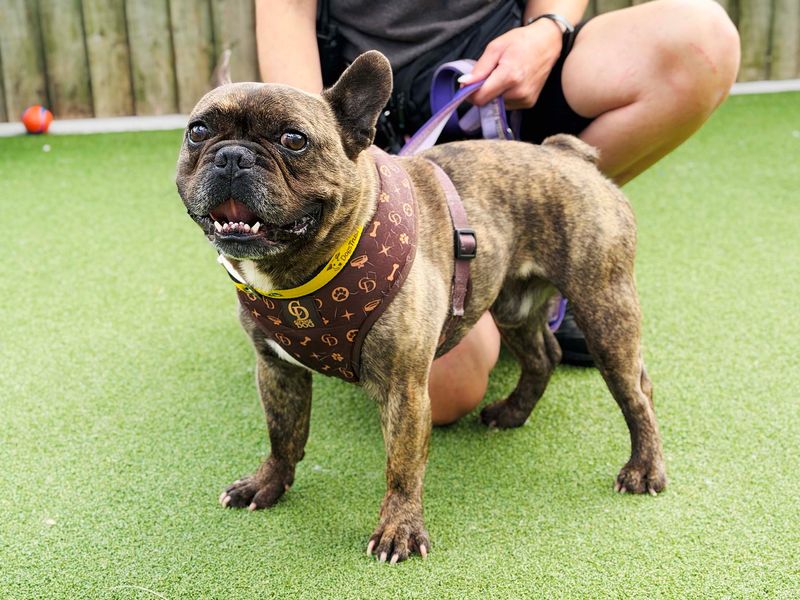 Bear | French Bulldog | Leeds - 2