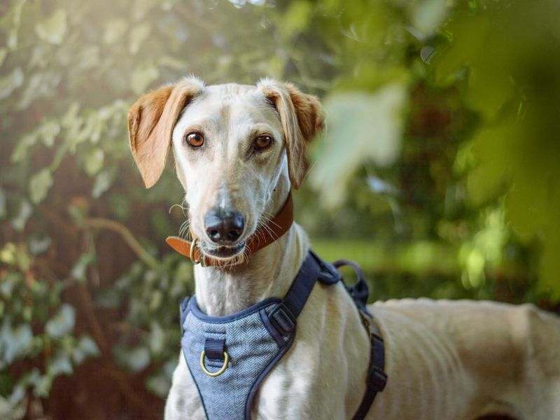 Terry | Lurcher | Kenilworth (West Midlands) - 2