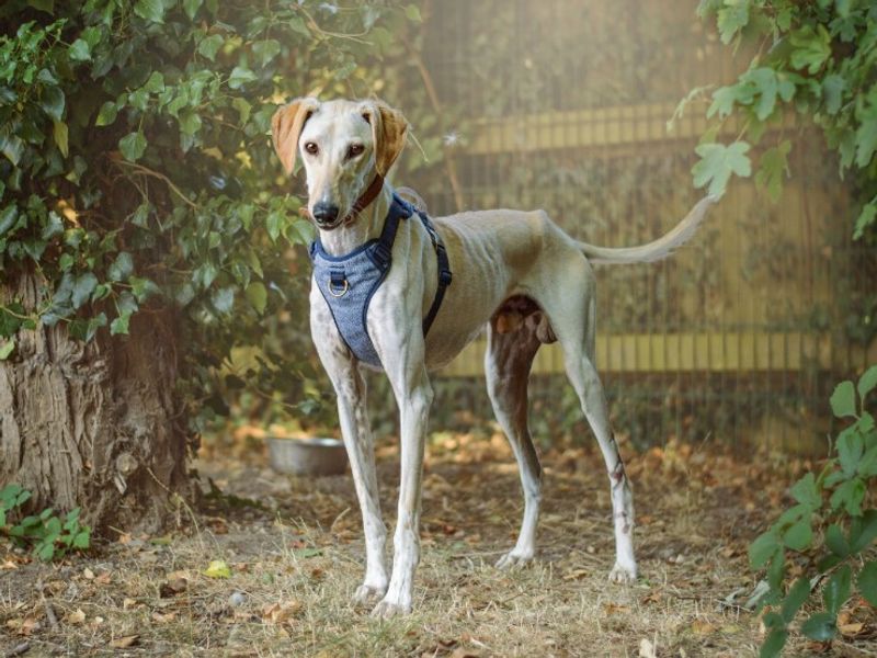 Terry | Lurcher | Kenilworth (West Midlands) - 3