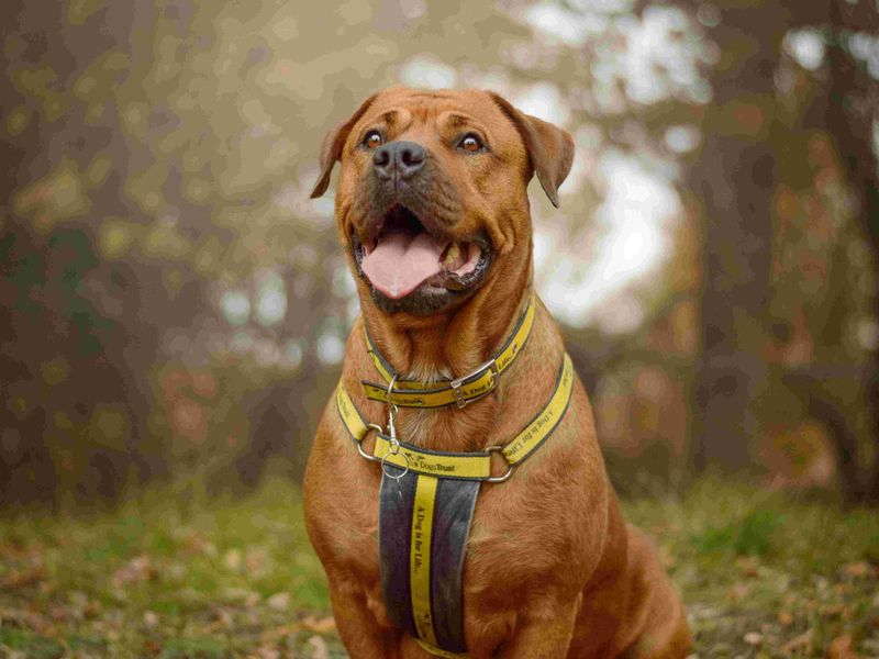Wanda | Mastiff Cross | Harefield West London - 2