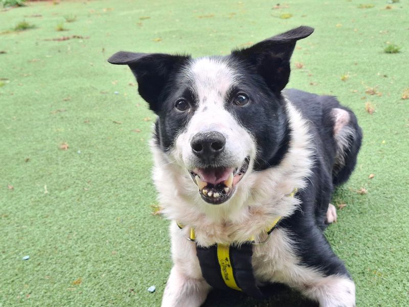 Desmond | Collie (Border) | Ilfracombe - 2