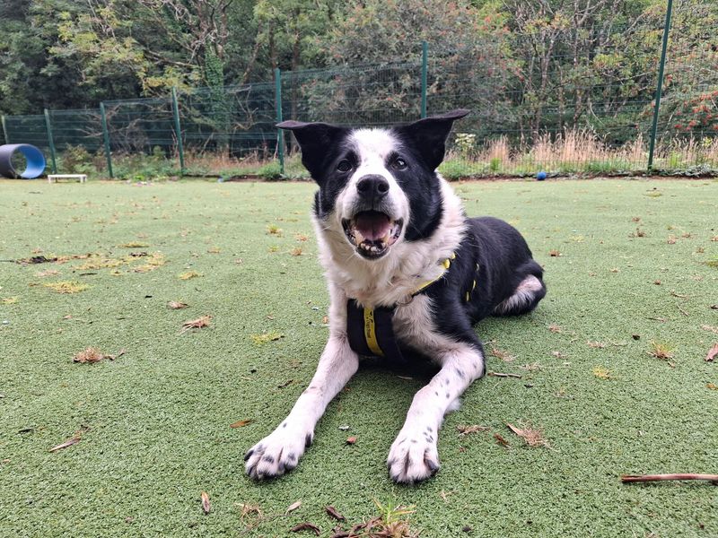 Desmond | Collie (Border) | Ilfracombe - 4