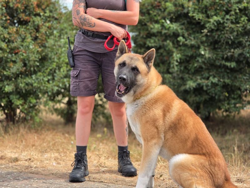 Snooze | Akita | Evesham (Worcestershire) - 2