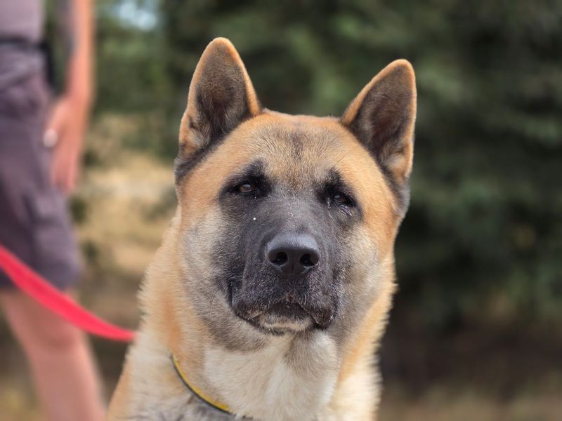 Snooze | Akita | Evesham (Worcestershire) - 4