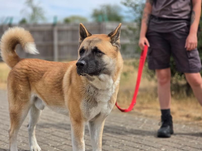 Snooze | Akita | Evesham (Worcestershire) - 3