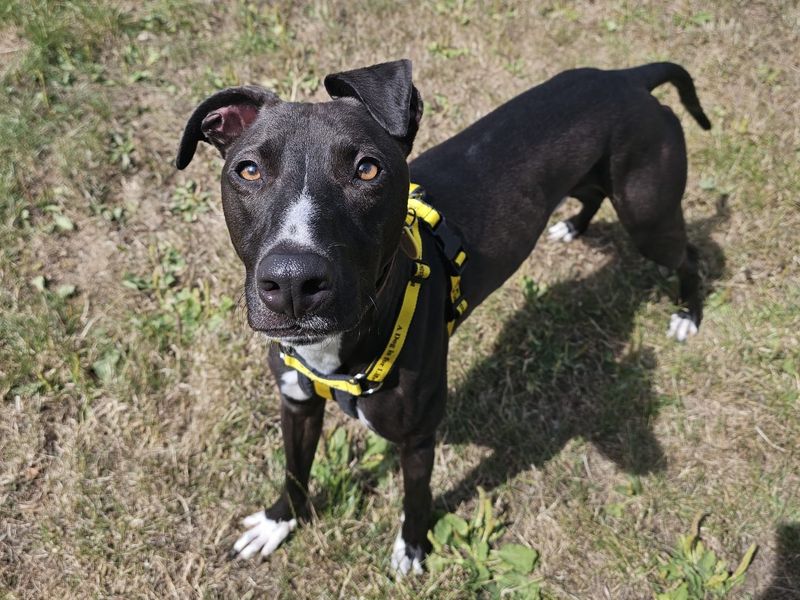 Cookie | Lurcher | Shrewsbury (Shropshire) - 1