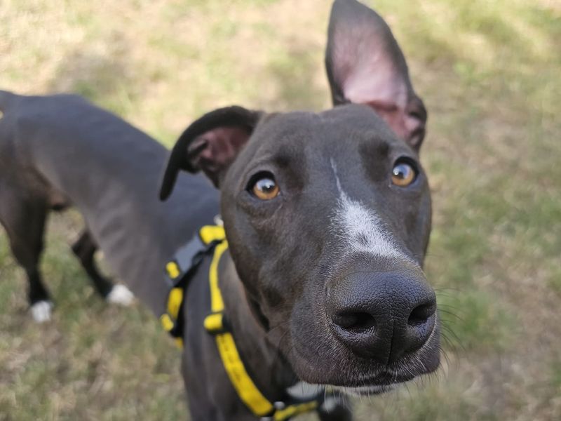 Cookie | Lurcher | Shrewsbury (Shropshire) - 2