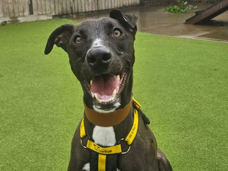 Cookie | Lurcher | Shrewsbury (Shropshire) - 1
