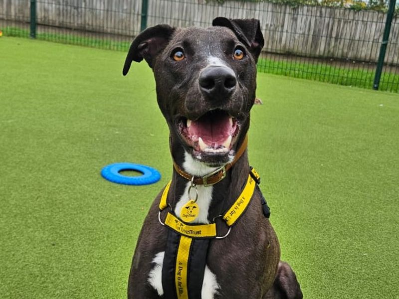 Cookie | Lurcher | Shrewsbury (Shropshire) - 4