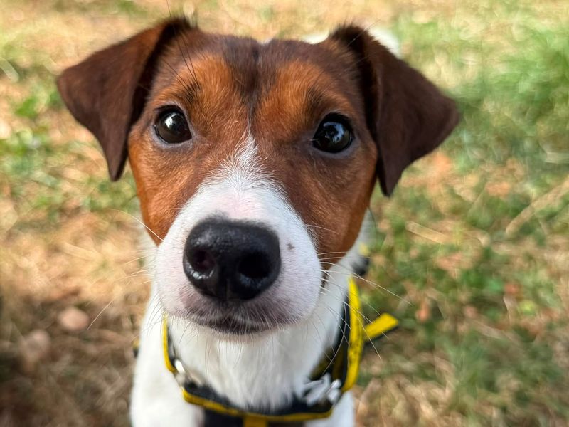 Sherman | Terrier (Jack Russell) | Shrewsbury (Shropshire) - 1