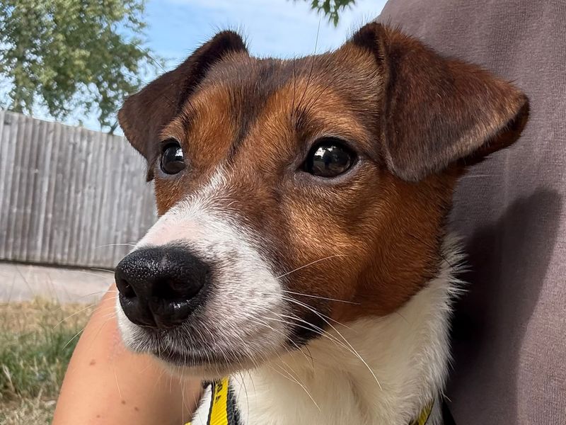 Sherman | Terrier (Jack Russell) | Shrewsbury (Shropshire) - 2