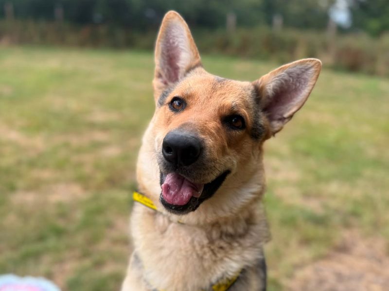 Greta | German Shepherd Dog | Shrewsbury (Shropshire) - 3