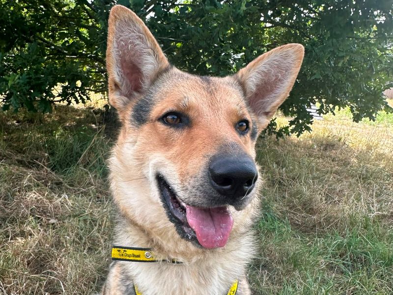 Greta | German Shepherd Dog | Shrewsbury (Shropshire) - 2