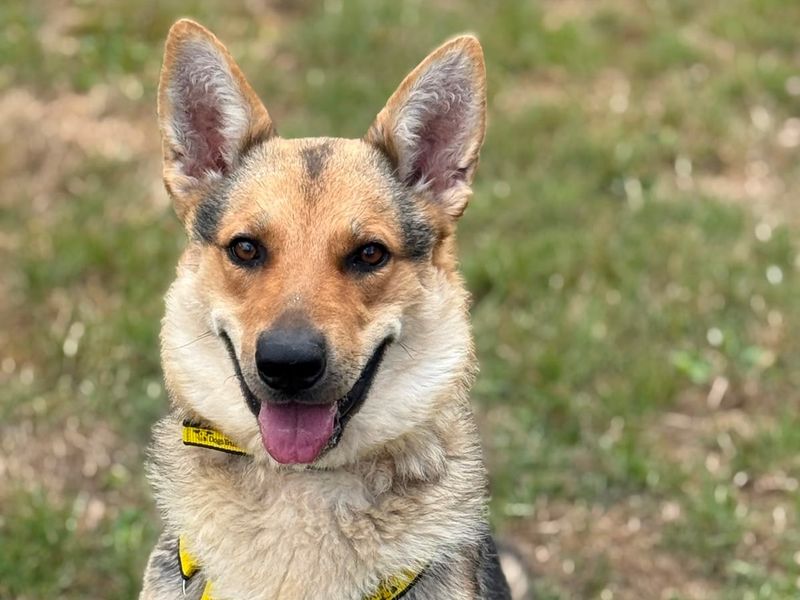 Greta | German Shepherd Dog | Shrewsbury (Shropshire) - 4