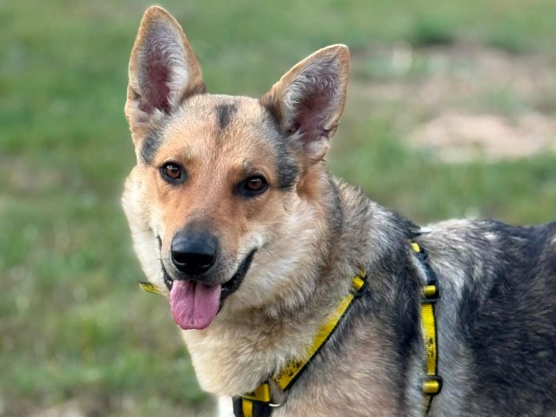 Greta | German Shepherd Dog | Shrewsbury (Shropshire) - 1