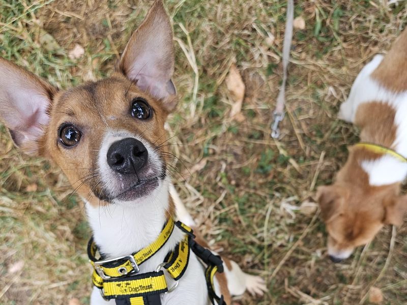 Squirt | Terrier (Jack Russell) | Shrewsbury (Shropshire) - 2