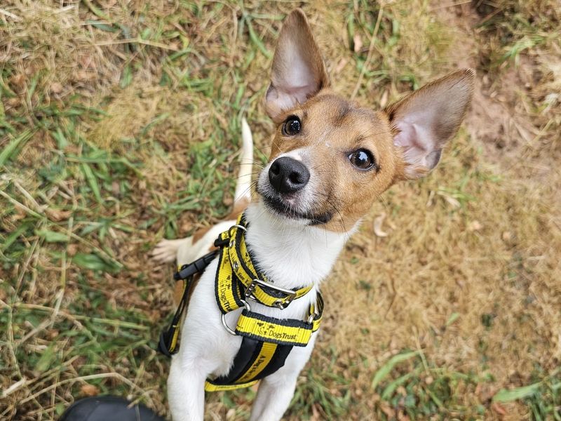 Squirt | Terrier (Jack Russell) | Shrewsbury (Shropshire) - 1