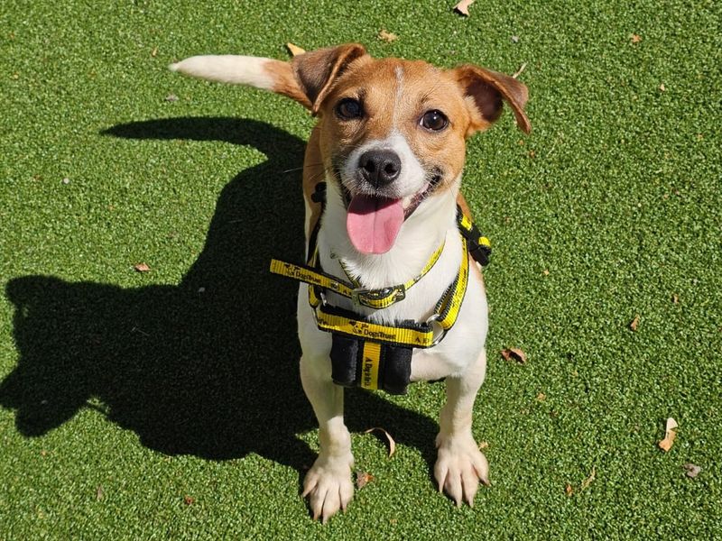 Gill | Terrier (Jack Russell) | Shrewsbury (Shropshire) - 2