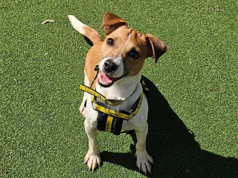 Gill | Terrier (Jack Russell) | Shrewsbury (Shropshire) - 1