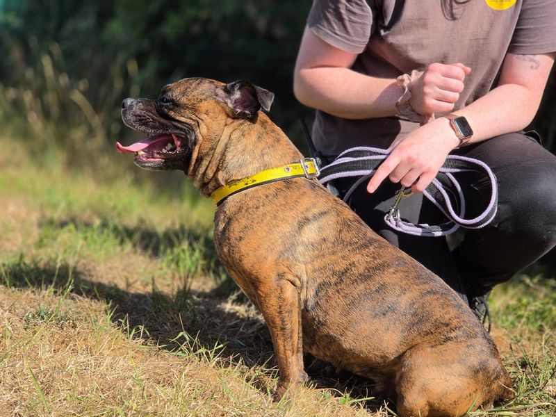 Indie | Terrier (Staffordshire Bull) | Evesham (Worcestershire) - 4