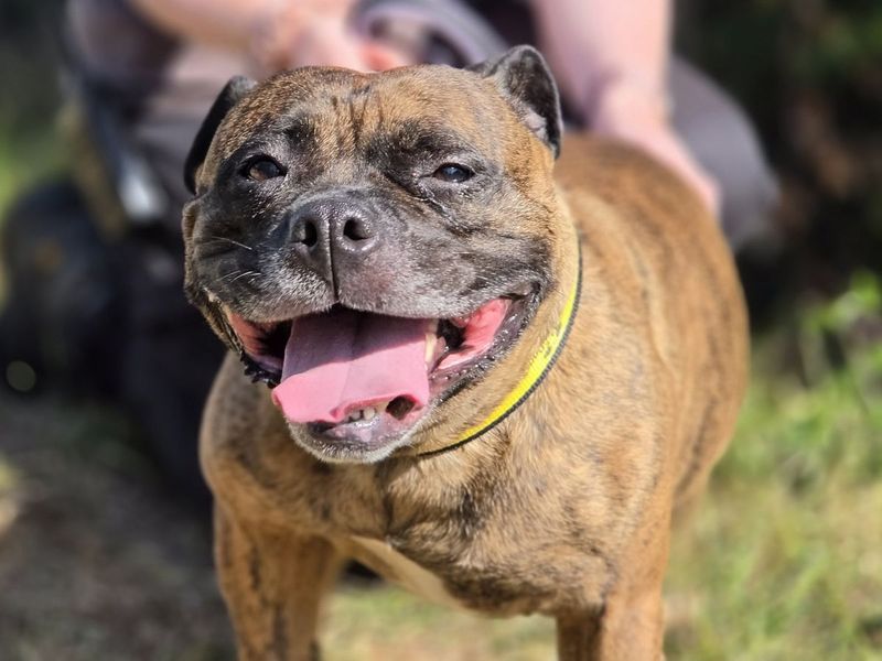 Indie | Terrier (Staffordshire Bull) | Evesham (Worcestershire) - 3
