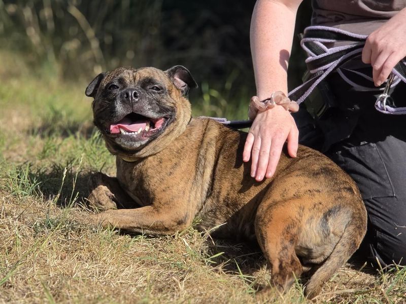 Indie | Terrier (Staffordshire Bull) | Evesham (Worcestershire) - 2