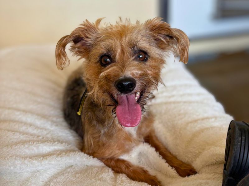 Scruff | Terrier (Yorkshire) Cross | Salisbury (Wiltshire) - 1