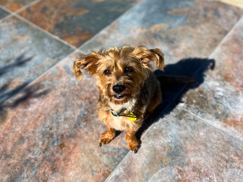 Scruff | Terrier (Yorkshire) Cross | Salisbury (Wiltshire) - 3