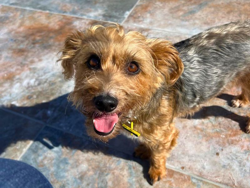 Scruff | Terrier (Yorkshire) Cross | Salisbury (Wiltshire) - 2
