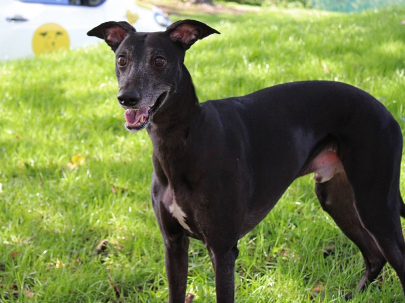 Sky | Whippet | Merseyside (Liverpool) - 4