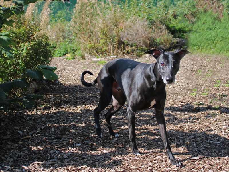 Sky | Whippet | Merseyside (Liverpool) - 2