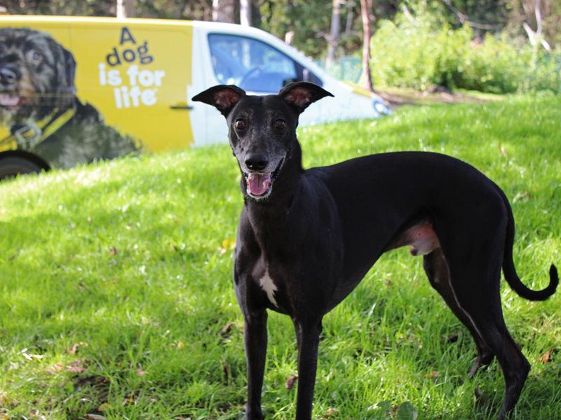 Sky | Whippet | Merseyside (Liverpool) - 1