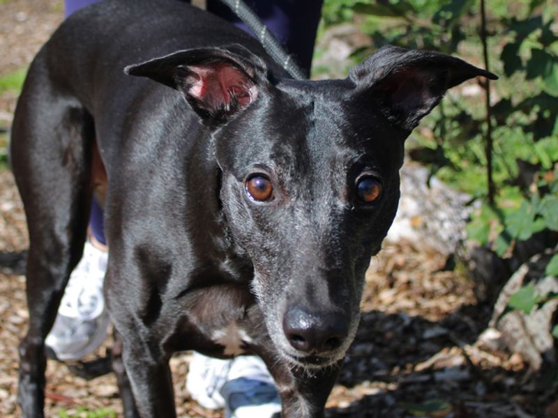 Sky | Whippet | Merseyside (Liverpool) - 3