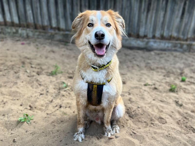 Badger | Collie (Border) Cross | Ilfracombe - 2