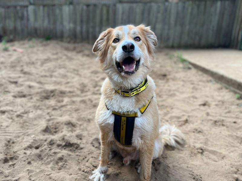 Badger | Collie (Border) Cross | Ilfracombe - 3