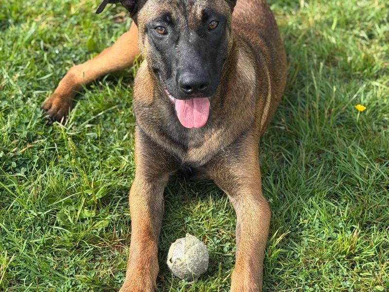 Monkey | Belgian Shepherd Dog (Malinois) Cross | Bridgend (Wales) - 2