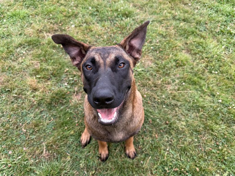 Monkey | Belgian Shepherd Dog (Malinois) Cross | Bridgend (Wales) - 3