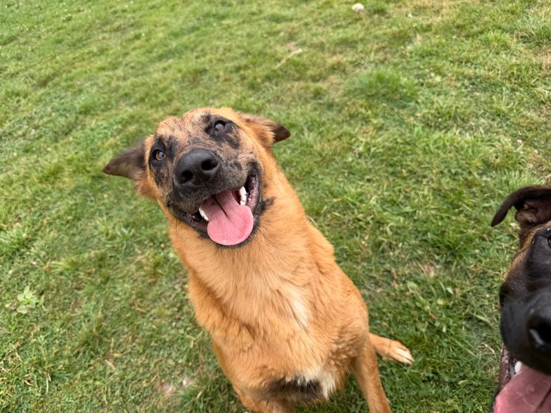 Fox | Belgian Shepherd Dog (Malinois) Cross | Bridgend (Wales) - 2