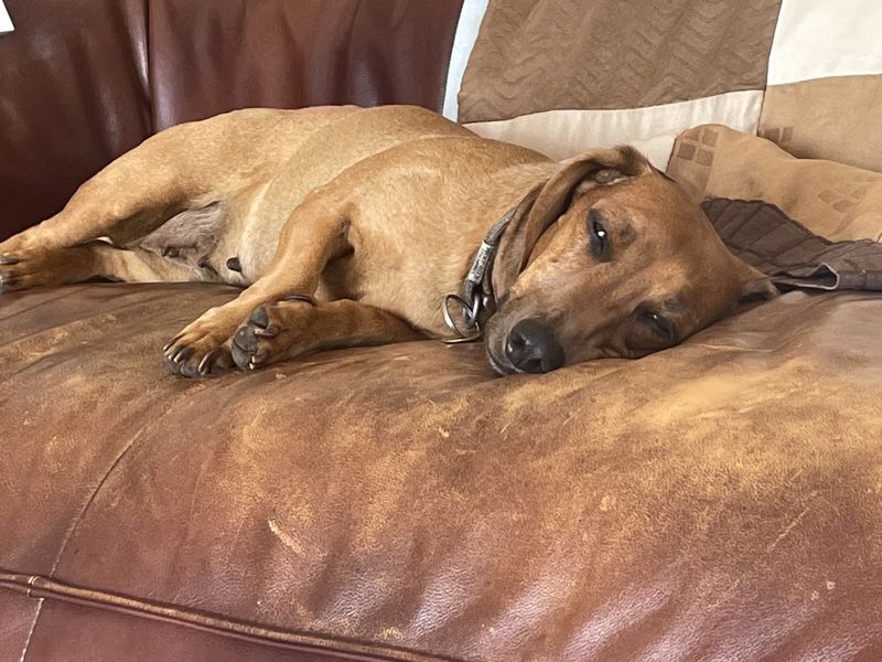 Dachshund Dogs And Puppies For Adoption