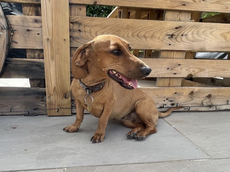 Flo | Dachshund (Smooth Haired) | Ilfracombe - 2