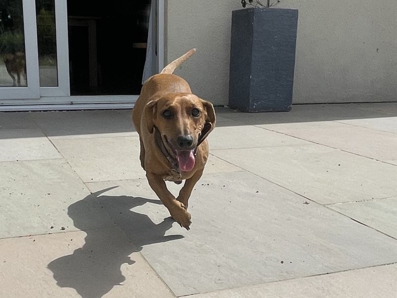 Flo | Dachshund (Smooth Haired) | Ilfracombe - 3